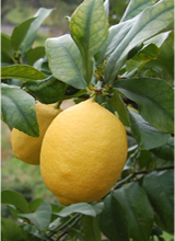 アレンユーレカ