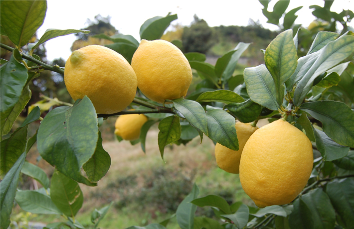 アレンユーレカ