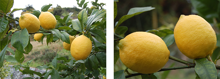 アレンユーレカ