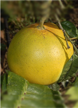 チャンドラポメロ