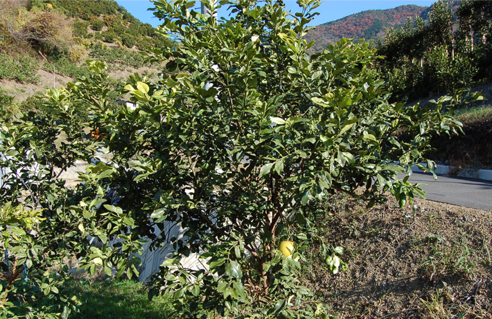 チャンドラポメロ