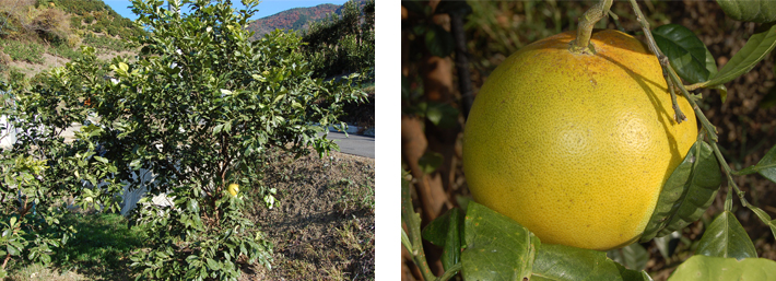 チャンドラポメロ