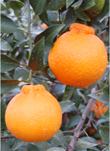 不知火(デコポン)