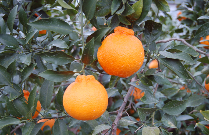 不知火(デコポン)