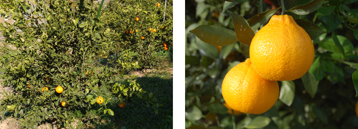 不知火(デコポン)