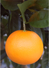 カラカラネーブル