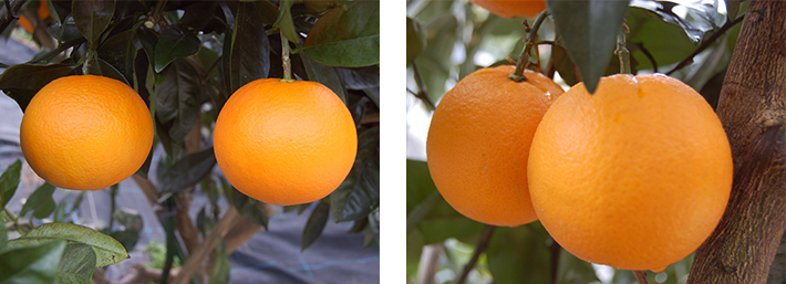 カラカラネーブル