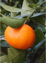 クレメンティン