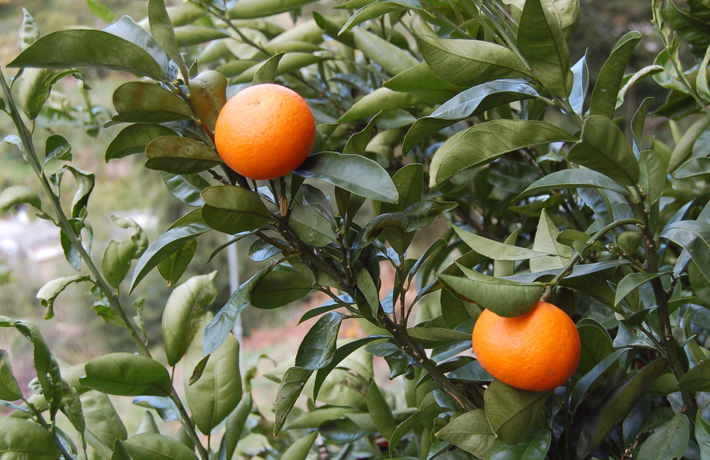 クレメンティン