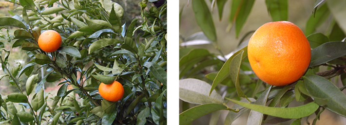 クレメンティン