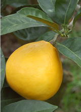 サザンイエロー