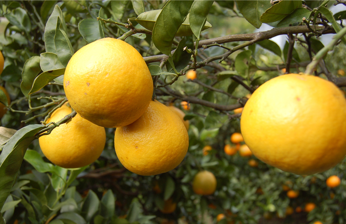 サザンイエロー