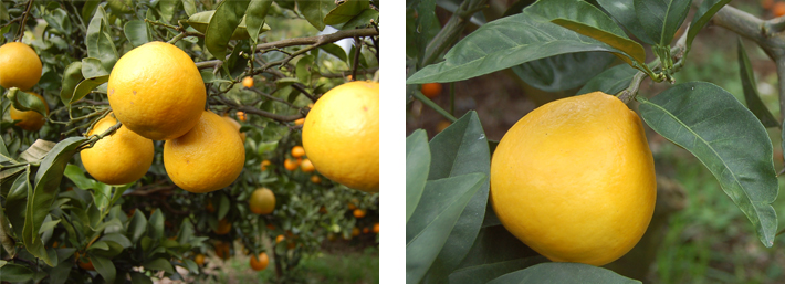 サザンイエロー