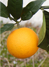 シャムーティー