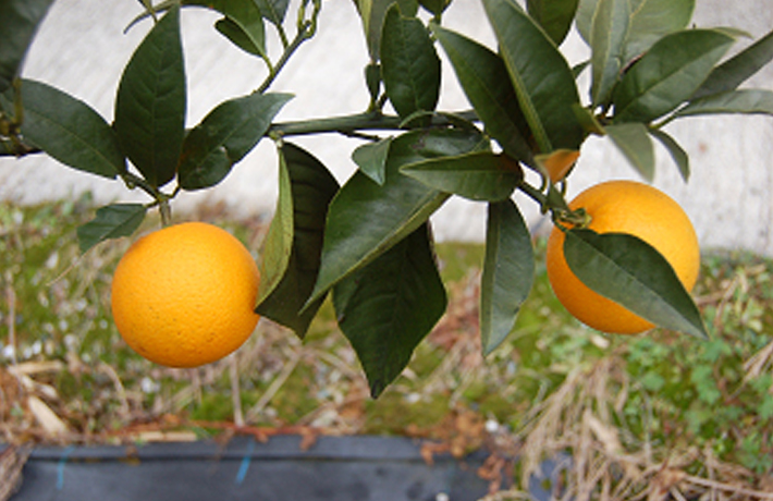 シャムーティー