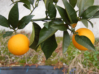 シャムーティー