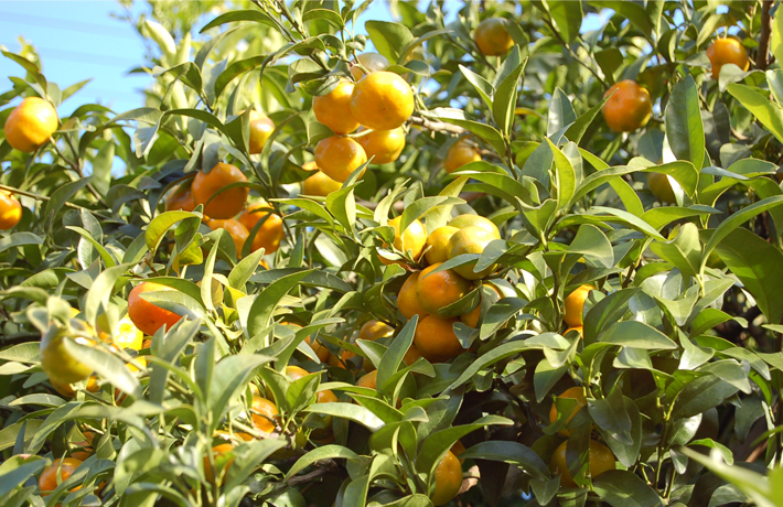 シイクワシャー