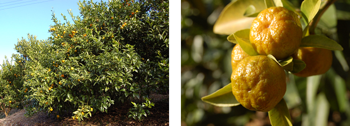 シイクワシャー