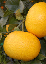 サマーフレッシュ