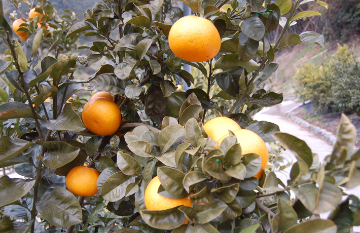 サマーフレッシュ