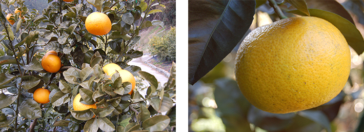 サマーフレッシュ