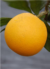 ワシントンネーブル