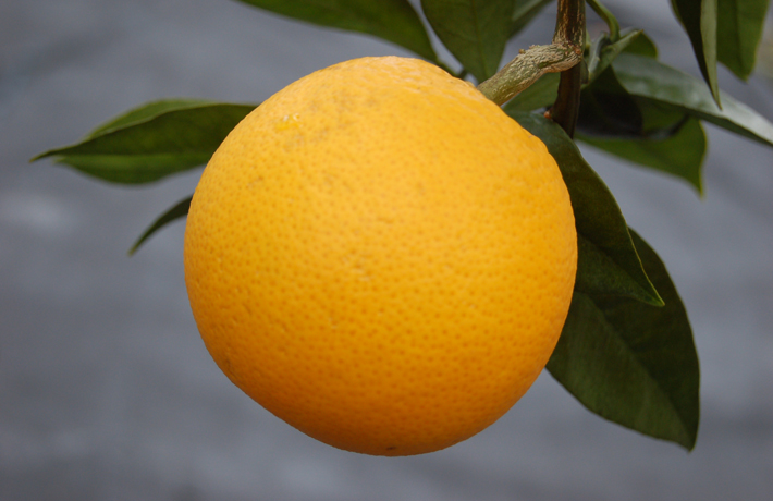 ワシントンネーブル