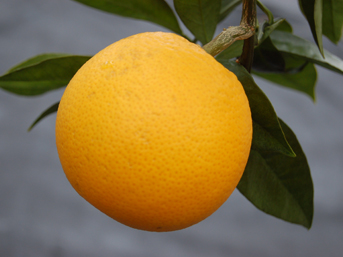 ワシントンネーブル